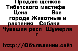 Продаю щенков Тибетского мастифа › Цена ­ 45 000 - Все города Животные и растения » Собаки   . Чувашия респ.,Шумерля г.